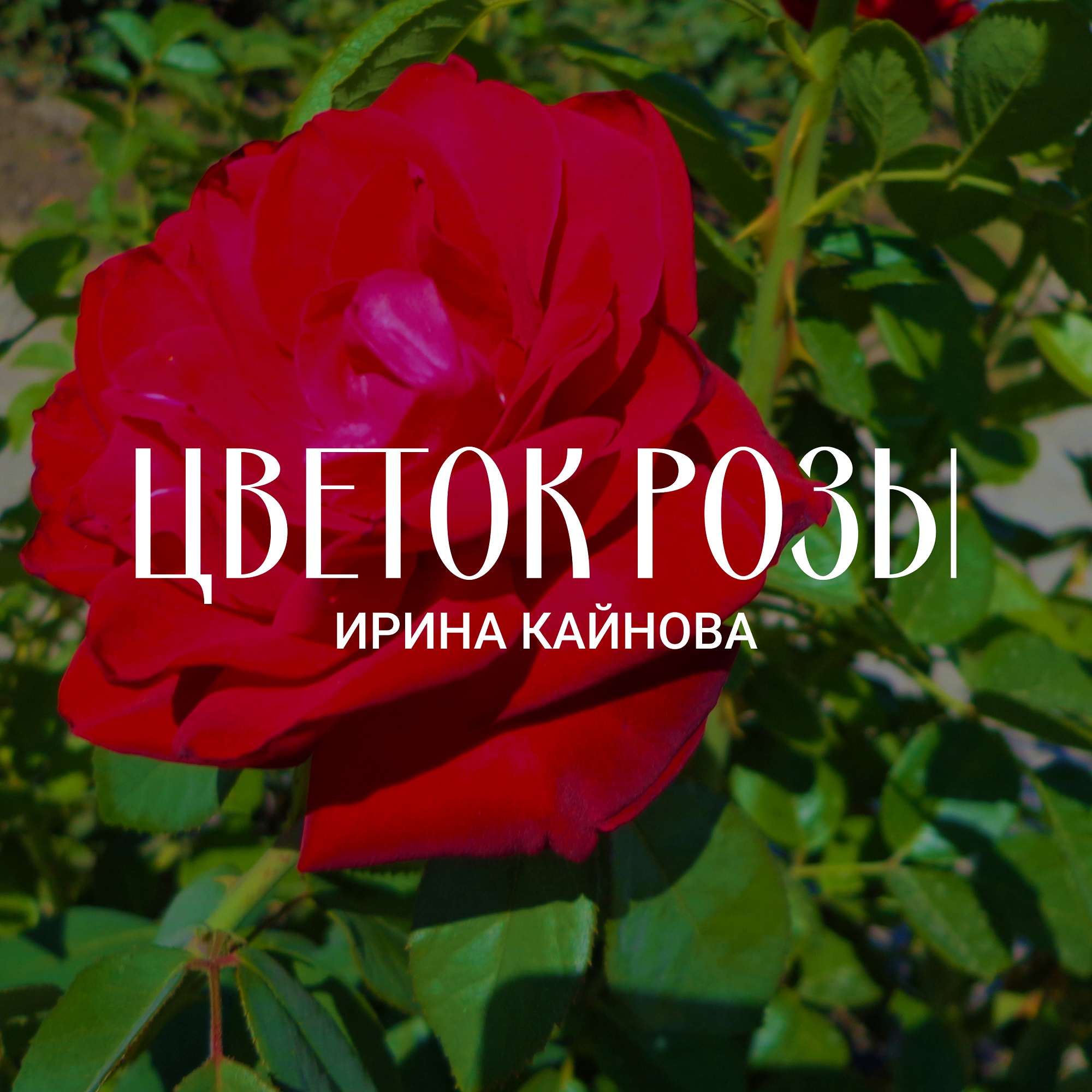 Цветок розы